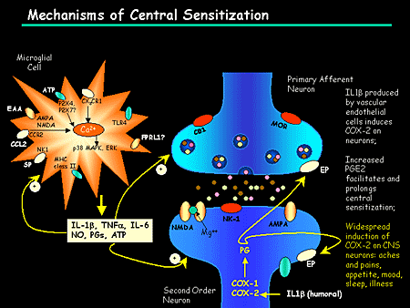 Central Sensitization: Common Etiology In Somatoform Disorders