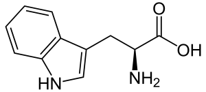 L-Tryptophan_-_L-Tryptophan.svg