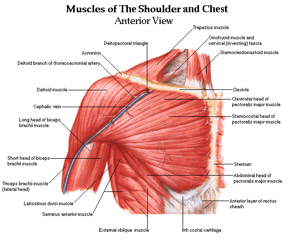chest-muscles-anatomy