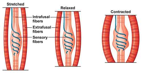 muscle-tension